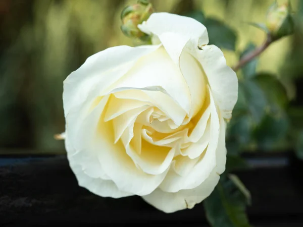 Rosa blanca con hojas verdes floreciendo en rosario, vista de cerca. Fondo floral. Rosa floreciendo con pétalos blancos. Fondo borroso. Enfoque suave selectivo . — Foto de Stock