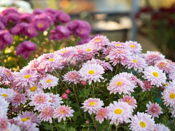 Multicolor chrysanthemums growing in flowerbed, close up view. Floral background. Crown daisies blossoming with multicolor petals. Marguerites blooming. Blurred background. Selective soft focus. — Stock Photo, Image
