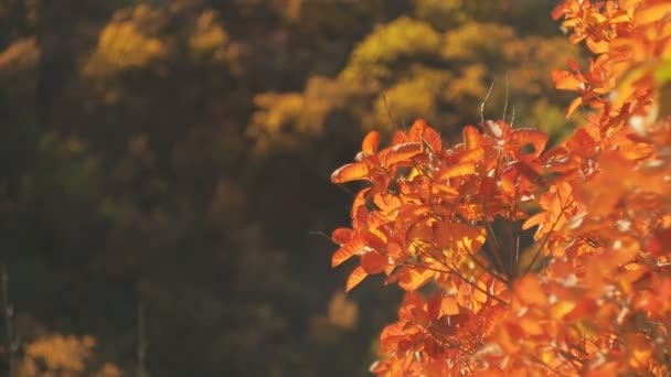 가 숲에서 나무 가지에 붉은 시 든된 잎. 중간 샷입니다. 야생의 자연 풍경입니다. 붉은 잎 바람에 스윙. 10 월 나무에서가 단풍입니다. 흐리게 배경입니다. 선택적 소프트 포커스. — 비디오