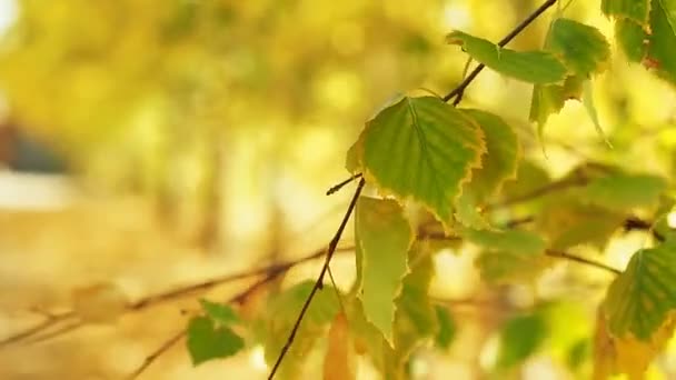秋の森の木の枝に黄色緑の葉。ショットを閉じます。葉が風に揺れます。ピンぼけ効果と秋の森の背景。黄金のボケ味。背景をぼかし。選択的なソフト フォーカス. — ストック動画