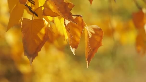 Yellow withered leaves swinging in the wind. Close shot. Yellow foliage on tree branches in autumn forest. Yellow foliage background. October wood. Blurred background. Selective soft focus. — Stock Video