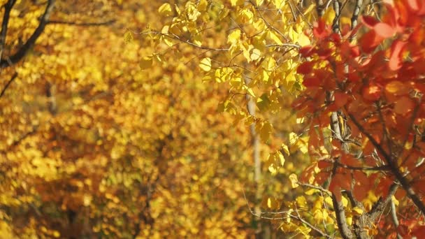 Barevné listy visí na větve stromů v podzimním lese, s efektem bokeh. Střední zásah. Barevné listí houpat ve větru. Vícebarevná bokeh. Rozmazané pozadí. Selektivní rozostřený. — Stock video