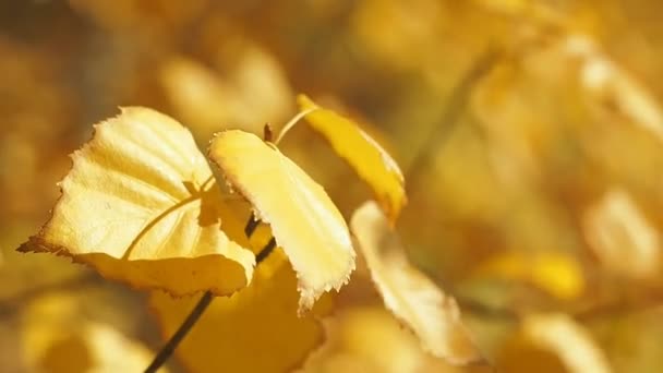 Gele verdorde bladeren op boomtakken in herfst bos. Sluit schot. Gele bladeren swingen in de wind. Herfst gebladerte achtergrond. Oktober hout. Onscherpe achtergrond. Selectieve soft focus Sea.... — Stockvideo