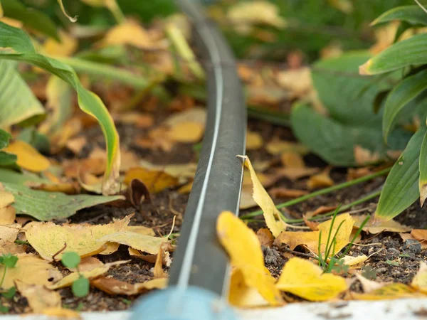 Schwarzes Schlauchrohr, das auf dem Boden des heimischen Gartens liegt, Nahsicht. Gummischlauch mit gelbem und grünem Laub am Boden. Herbst Natur Hintergrund. verschwommener Hintergrund. Selektiver weicher Fokus. — Stockfoto