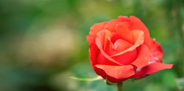 Rosa roja floreciendo en rosario, vista de cerca. Fondo floral. Rosa roja soltera floreciendo. Flor de rosa con pétalos rojos en verano. Fondo borroso. Enfoque suave selectivo . — Foto de Stock