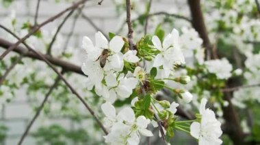 Arı beyaz kiraz çiçeklerinden farina toplar. Yakın atış. Seçici yumuşak odak. Bulanık arka plan. Bahçede çiçek açan kiraz ağacı. Nisan ayında beyaz çiçeklerle dal. İlkbaharda Bahçe.