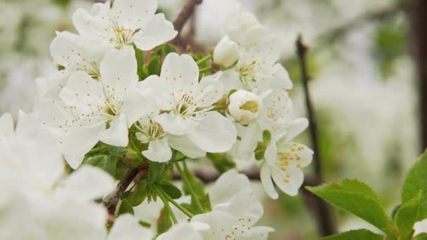 白い花で咲く桜の枝に焦点を当て直す。クローズショット。選択的なソフトフォーカス。ぼやけた背景。春に庭に咲く桜。木の枝に白い開花. — ストック動画