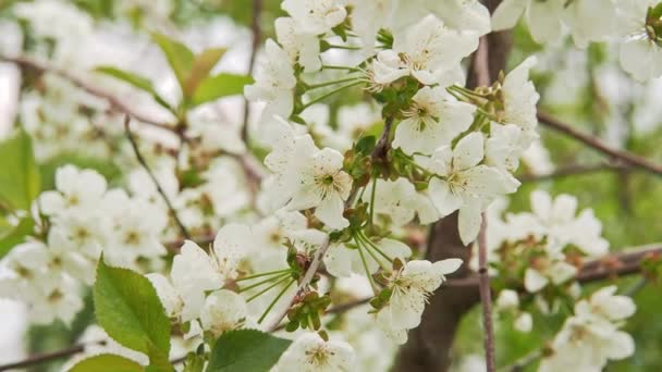 Zmiana ostrości na gałęzie wiśniowe drzewa. Zamknij strzał. Selektywne miękkie ostrości. Niewyraźne tło. Wiśniowe gałęzie kwitnące z białymi kwiatami. Drzewo pełne białych kwiatów w wiosennym ogrodzie. — Wideo stockowe