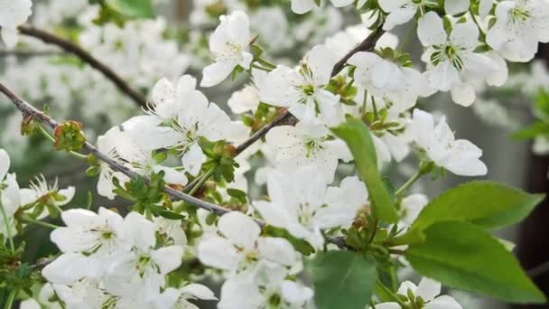 白い花で咲く木の枝に沿って動くカメラ。クローズショット。選択的なソフトフォーカス。ぼやけた背景。春の庭に咲く桜。風に揺れる桜の枝. — ストック動画