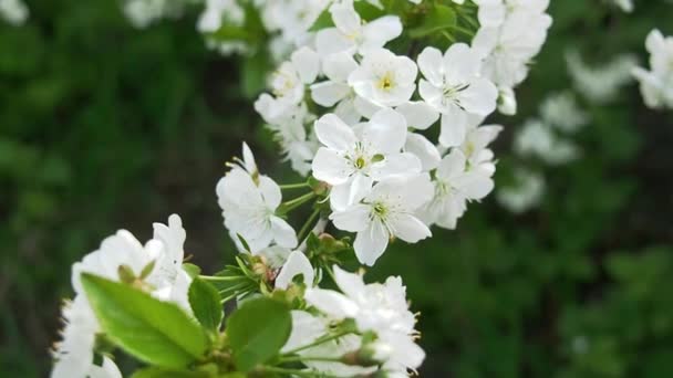 Πολλά άσπρα λουλούδια στο κλαδί κεράσι στον κήπο. Κοντινό πλάνο. Επιλεκτική απαλή εστίαση. Θαμπό φόντο. Κάμερα κινείται κατά μήκος κλαδί δέντρο ανθίζει με λευκά λουλούδια. Κήπος την άνοιξη. — Αρχείο Βίντεο