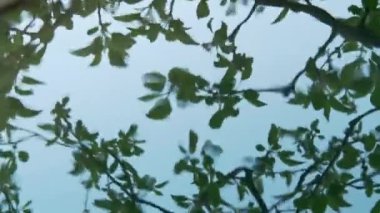 Sallanan su bahçede yeşil yaprakları ile ağaç dalı yansıtır. Yakın atış. Bulanık arka plan. Sallanan sıvı ilkbaharda kiraz dalı ve gri bulutlu gökyüzü yansıtır. Dalgalanan su yüzeyi, arka plan.