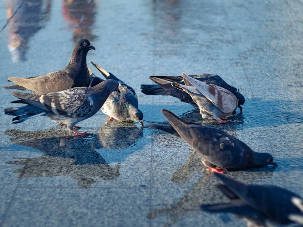 乾燥した噴水で水を飲む鳩の群れ、クローズアップビュー。水面上の鳩と人の反射。夏の町の広場。選択的なソフトフォーカス。ぼやけた背景. — ストック写真