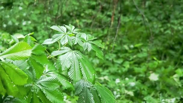 Paesaggio naturale. Foglie verdi in giardino durante pioggia, colpo vicino. Concentrazione selettiva morbida. Cadono gocce di pioggia su foglie verdi bagnate. rami di albero con greenth oscillazione nel vento su sfondo sfocato . — Video Stock