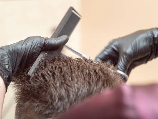 Haarschnitt mit schwarzem Kamm und Schere, Nahsicht. Stylisten Hände in schwarzen Gummihandschuhen schneiden Haare auf dem Hintergrund der beigen Wand. selektiver weicher Fokus. verschwommener Hintergrund. — Stockfoto