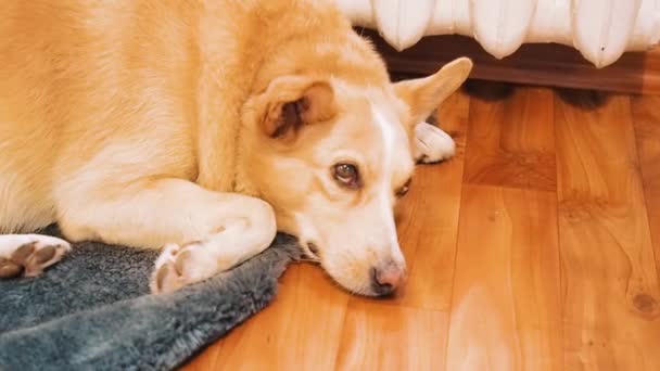 Le chien se trouve sur le sol près du radiateur sur un tapis de fourrure. Chien à fourrure jaune doré clignote des yeux, claque des oreilles . — Video