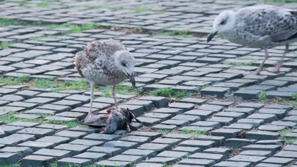 Seagull eats dead bird. On the street paved with cobblestones gull eviscerates the poultry. Second bird walking near the one. Middle plan. — Stock Video