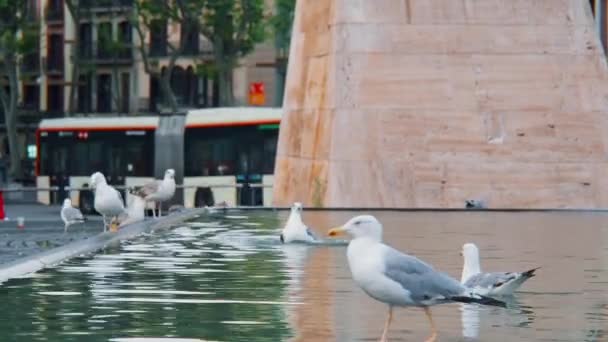 In the foreground, seagulls swim in a fountain in Barcelonas Plaza Catalunya. In the background, a bus passes, running and walking people. Early morning, gulls walk and swim, the General plan — Stock Video