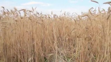 Kamera çavdar alanında hareket eder. Pov çiftlikte buğday tarlasında yürürken vuruldu. Buğday taneleri hasat edilmeye hazır. Çekimin en düşük noktası. Orta plan. Adımların efektleri ile kamera taşıma