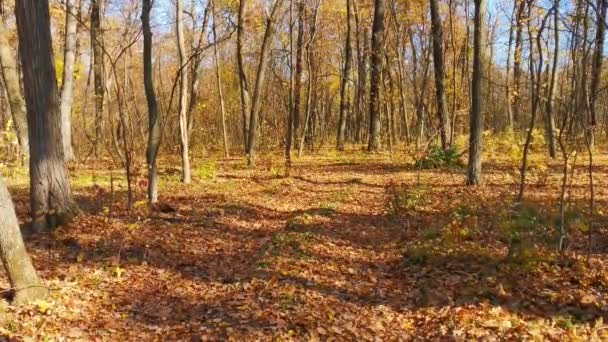 Feuilles tombent dans la forêt d'automne. La route et la forêt environnante inondent de soleil. Le sol est recouvert de feuilles jaunes tombées 