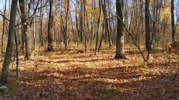 Automne, Forêt de feuillus ensoleillée. La caméra se déplace le long d'une route forestière couverte de feuilles jaunes. Le soleil d'automne brillant brille 