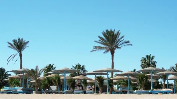 Playa del Mar Rojo, tiro ancho. Tumbonas bajo sombrillas. Palmeras verdes sobre fondo de cielo azul claro. Fotografiado en Egipto en febrero. Enfoque suave selectivo. Fondo borroso . — Vídeos de Stock