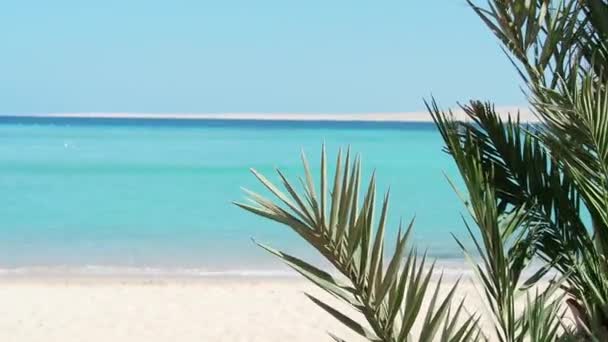 Rama de palmera verde balanceándose en el viento, tiro ancho extremo. Mar Rojo bajo cielo azul claro. Fotografiado en Hurghada en febrero. Enfoque suave selectivo. Fondo borroso . — Vídeos de Stock