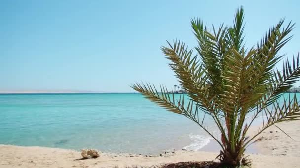 Πράσινο φοινικόδεντρο αιωρείται στον άνεμο, μέτρια βολή. Φοινικόδεντρο στην παραλία της Αιγύπτου. Ερυθρά Θάλασσα κάτω από καταγάλανο ουρανό. Φωτογραφήθηκε στη Χουργκάντα τον Φεβρουάριο. Επιλεκτική μαλακή εστίαση. Θολή φόντο. — Αρχείο Βίντεο