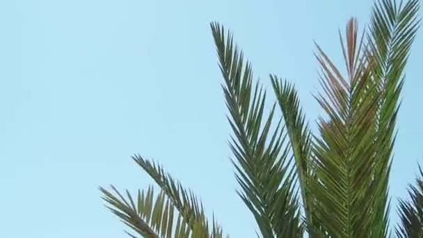 Ramo di palma verde che oscilla nel vento, colpo ravvicinato. Ramo di palma su sfondo di cielo azzurro chiaro. Fotografato in Egitto a febbraio. Concentrazione selettiva morbida. Sfondo sfocato . — Video Stock