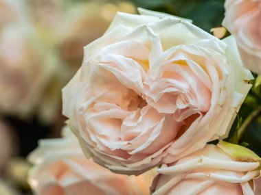 Gül goncası. Çiçeğe yakın görüş. Gül yumuşak pembe renktedir.