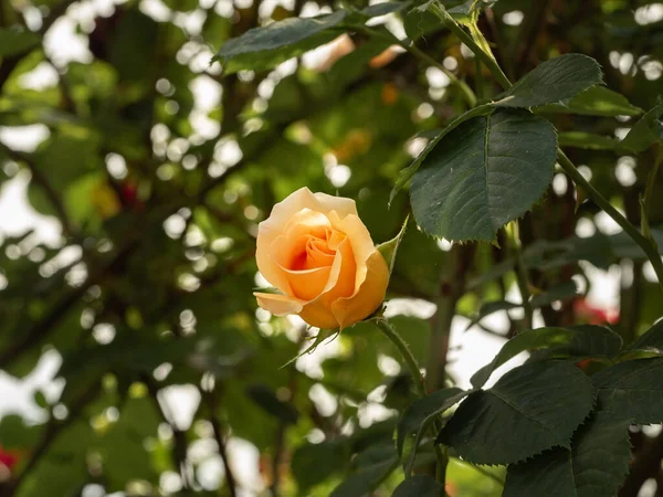 Brote de rosa floreciente está en el arbusto. Flor de color té — Foto de Stock