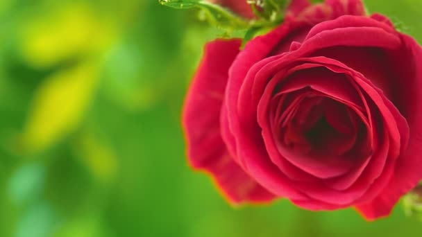 Rote Rosenknospe. Blühende Blume extreme Nahaufnahme. Sommertag im Garten. Weicher Fokus, verschwommener Hintergrund. Dolly in Zeitlupe erschossen. — Stockvideo