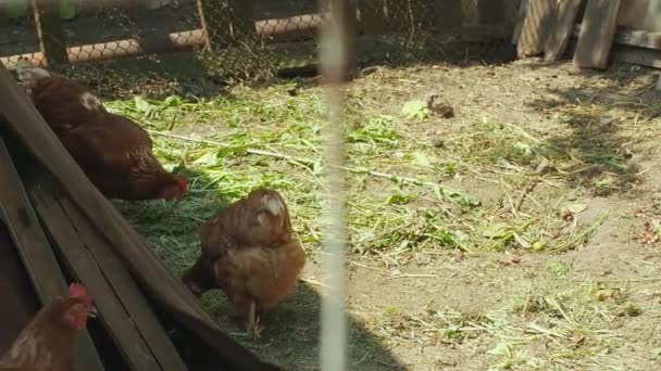 Κοτόπουλα πίσω από μια αλυσίδα-κρίκο φράχτη peck στο γρασίδι. Φωτογραφία Dolly, κίνηση της κάμερας. Ζεστή καλοκαιρινή μέρα. Μέτριο πλάνο. — Αρχείο Βίντεο