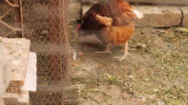 Tel örgülerin arkasındaki çiftlikte tavuklar. Dolly shot. Tavuklar bahçede dolaşıp yiyecek arıyorlar. Kameranın hareketi. Yaz günü. Kırsal alan. Orta boy..