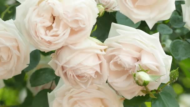 Bush von weißen rosa Rosen im Garten aus nächster Nähe. Dolly Shot in Zeitlupe entlang von Büschen Teerosen. — Stockvideo