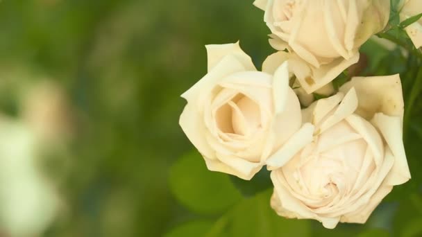 绽放的玫瑰花蕾。接近茶树的玫瑰。多莉慢动作射门.背景上柔和的焦点，模糊的玫瑰花丛 — 图库视频影像