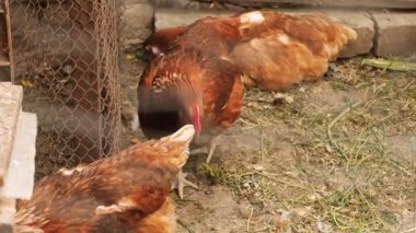 Tavuklar çiftlikteki tel örgülerin arkasında yiyecek arıyorlar. Dolly vurdu. Kameranın hareketi. Yaz günü. Kırsal alan. Orta boy..