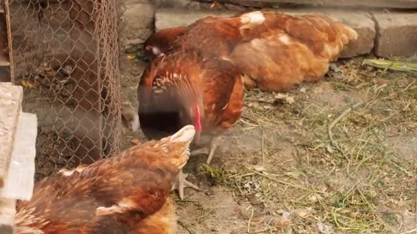 Chickens search for food behind a chain-link fence in the farmyard. Dolly shot. Movement of camera. Summer day. Rural scene. Medium shot. — Stock Video