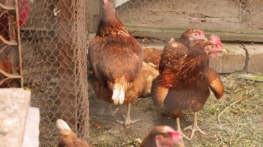 Tel örgülerin arkasındaki tavuklar. Dolly çekim, kamera hareketi. Yaz günü. Orta boy. Kırsal alan.