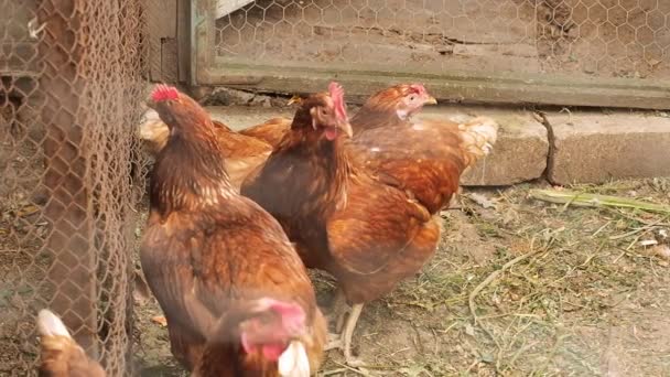 Chicken Farm. Dolly shot. Hens behind a chain-link fence. Movement of camera. Rural scene. Summer day. Medium shot. — Stock Video
