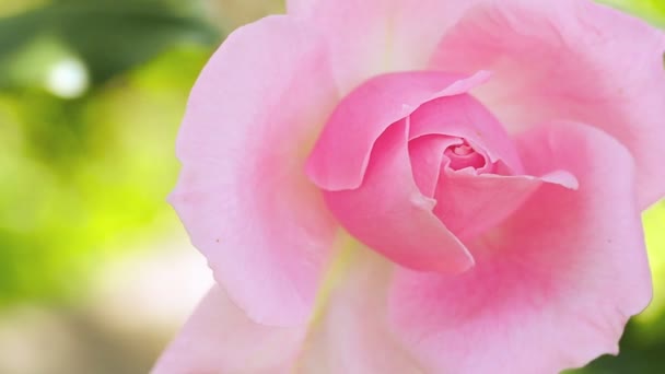 Extreme close-up dolly shot of pink rose rose bud. Mise au point douce, fond flou. — Video