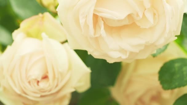 玫瑰花丛的慢动作.多莉开枪了背景上柔和的焦点，模糊的玫瑰花丛. — 图库视频影像