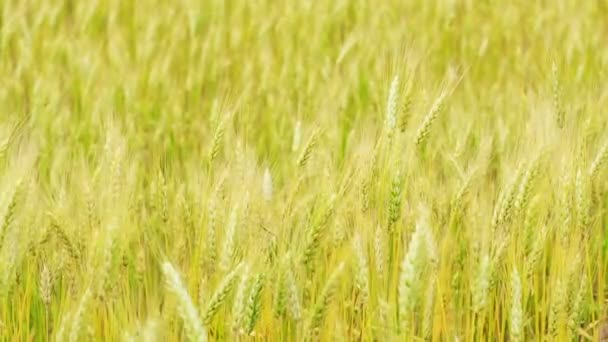 Campo de trigo. Con un primer plano de centeno. Enfoque suave, fondo borroso — Vídeos de Stock