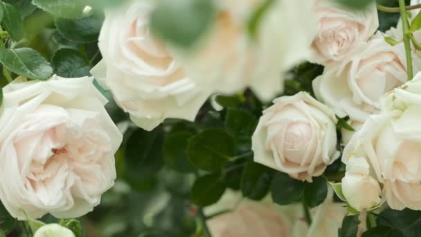Rosas blancas florecientes de cerca. Dolly Shot en cámara lenta a lo largo de arbustos rosas de té . — Vídeos de Stock