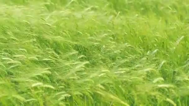 Campo di grano verde in tempo ventoso. Focus morbido, sfondo sfocato — Video Stock