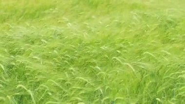 Arpa tarlası rüzgarlı havada sallanıyor. Çavdar tarlası. Yumuşak odak, bulanık arkaplan