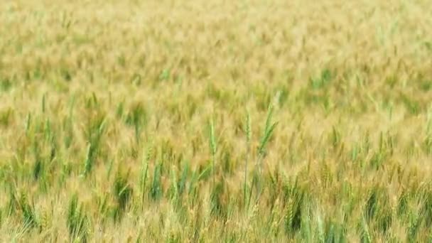 Campo de trigo en tiempo ventoso. Campo de centeno. Enfoque suave, fondo borroso — Vídeos de Stock