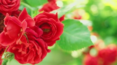 Çiçek açan kırmızı gül tomurcukları. Yumuşak odaklı, bulanık arkaplan. Yakın çekim görünümü