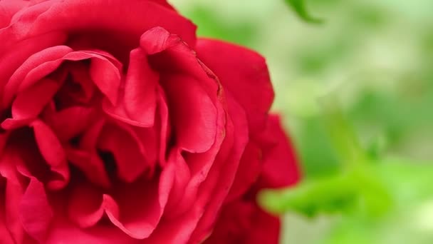 Muñeca de cerca extrema disparada a lo largo de capullos de rosas rojas florecientes. Enfoque suave, fondo borroso. — Vídeo de stock