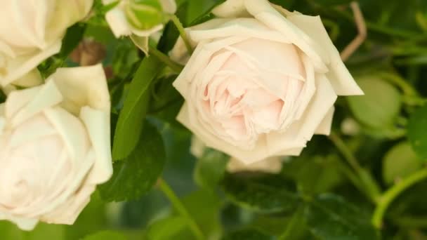 Cerca de dolly tiró brotes de rosas. Movimiento lento a lo largo de rosas de té arbusto. Enfoque suave, arbustos verdes borrosos en el fondo — Vídeo de stock