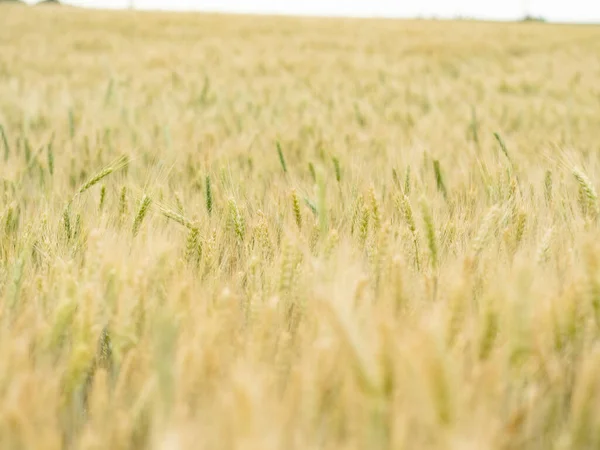 Mjukt fokus på spetsar av råg i fält. Naturlig bakgrund med unga öron av vete. — Stockfoto